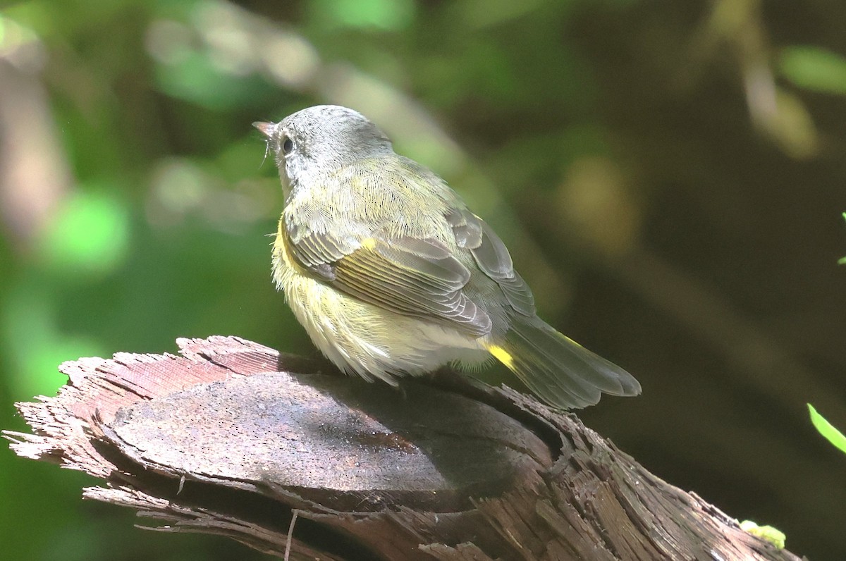 American Redstart - ML642026522