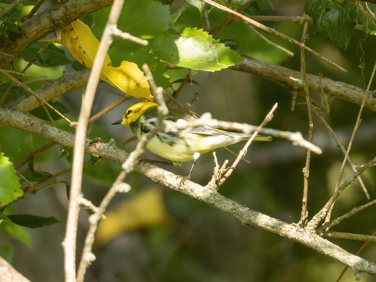 Black-throated Green Warbler - ML642026532
