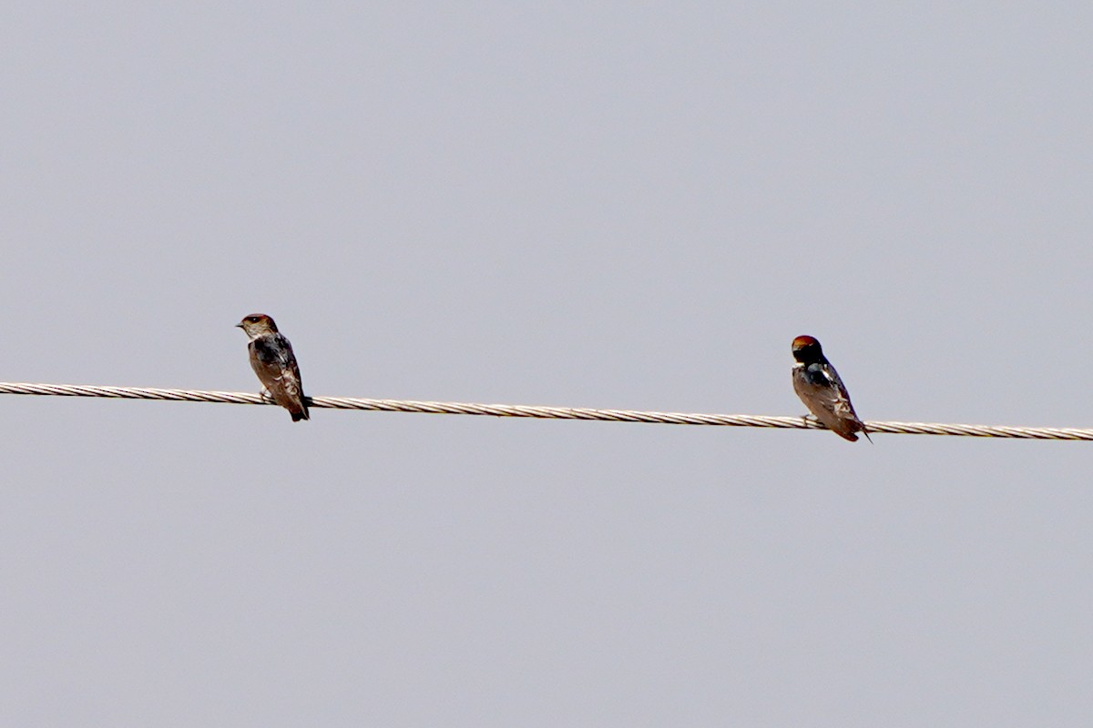 Wire-tailed Swallow - ML642026533