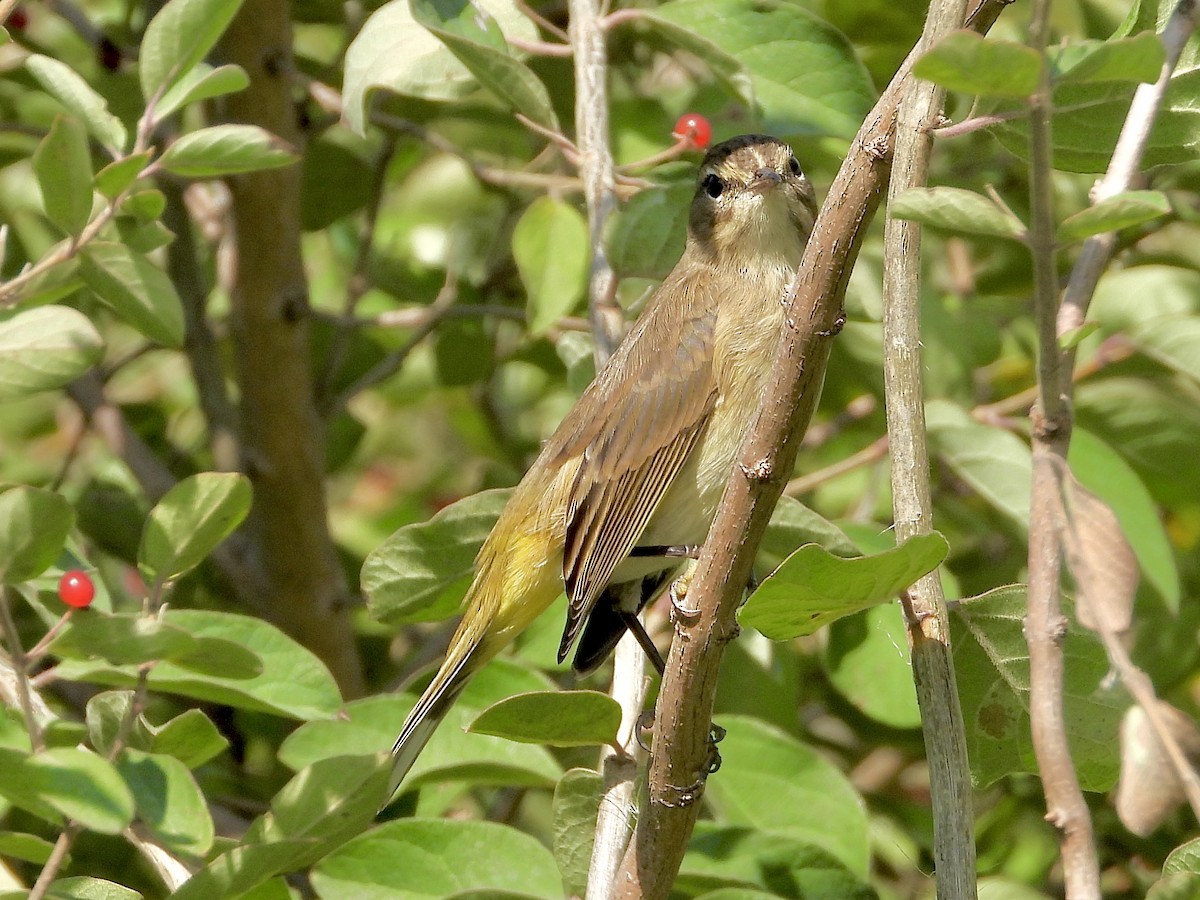 Palm Warbler - ML642026542