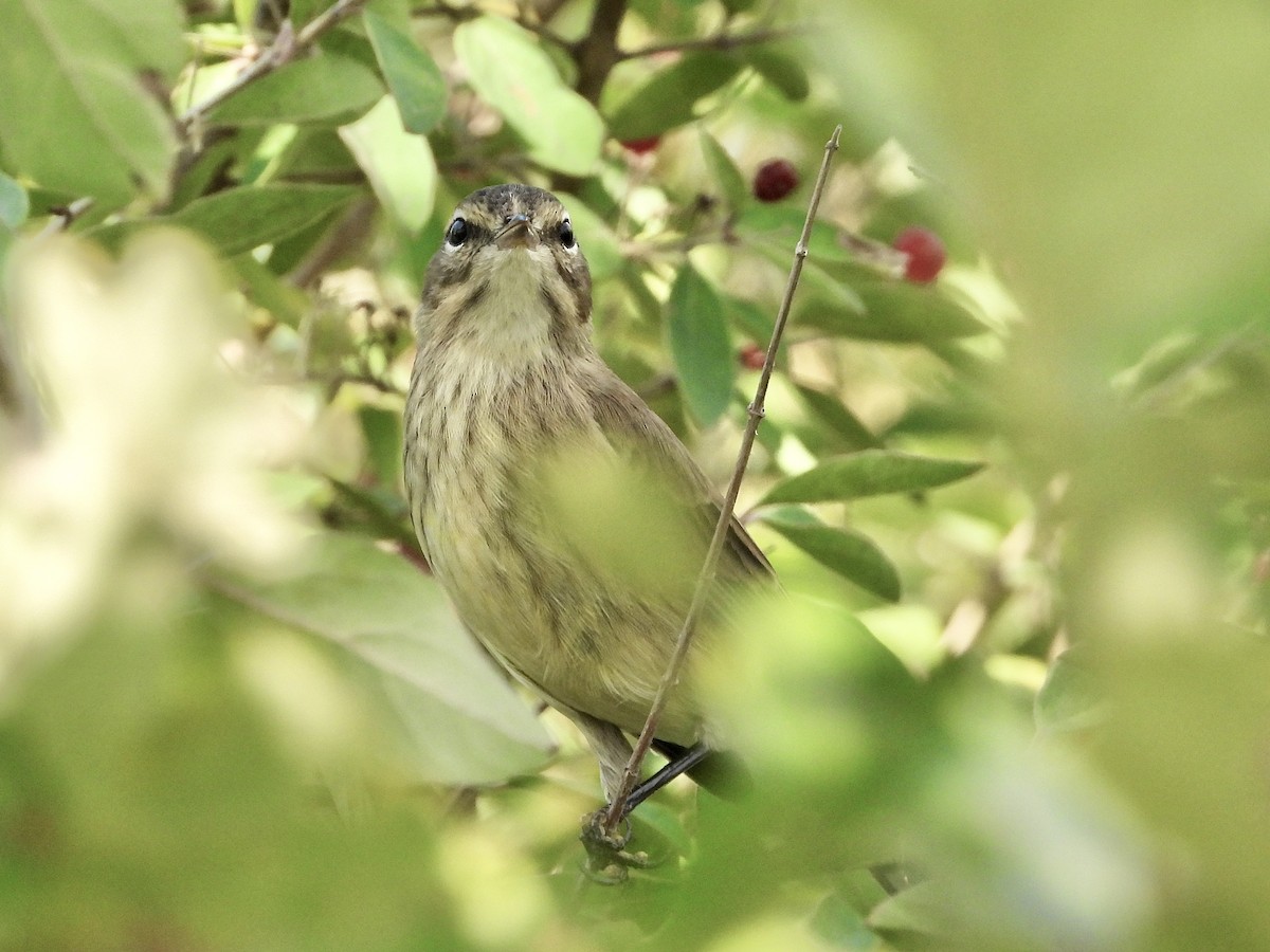 Palm Warbler - ML642026543