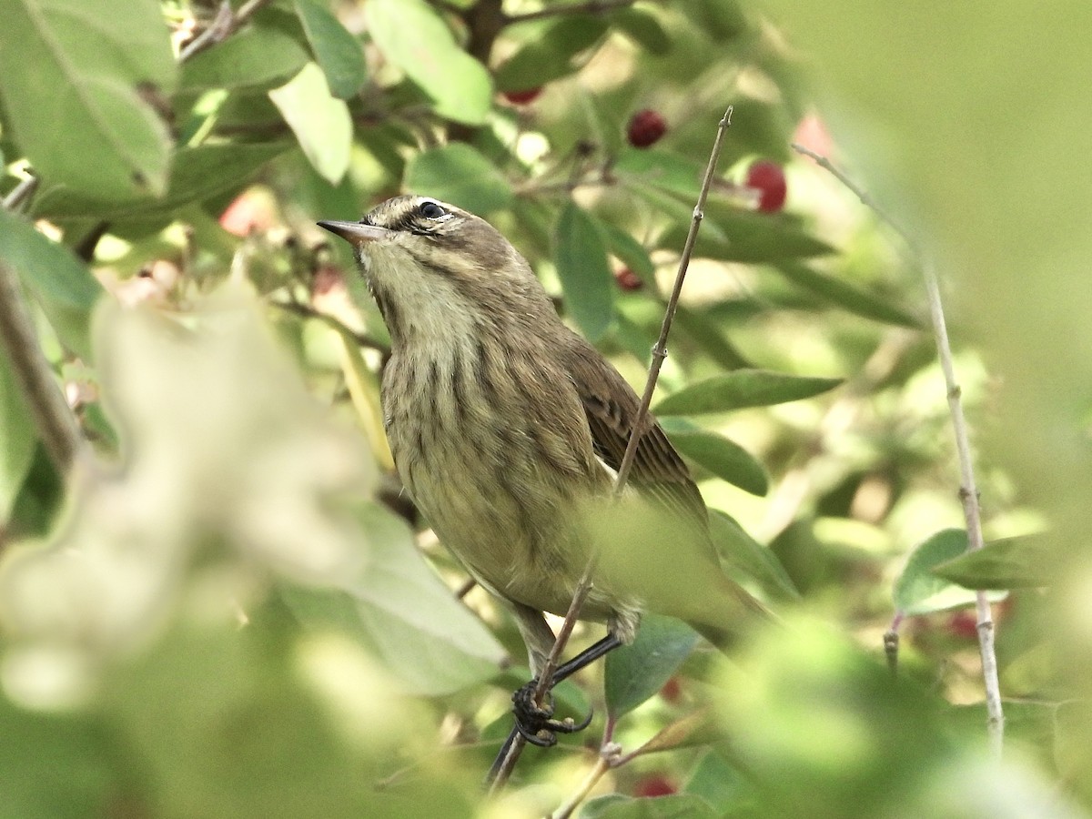 Palm Warbler - ML642026544