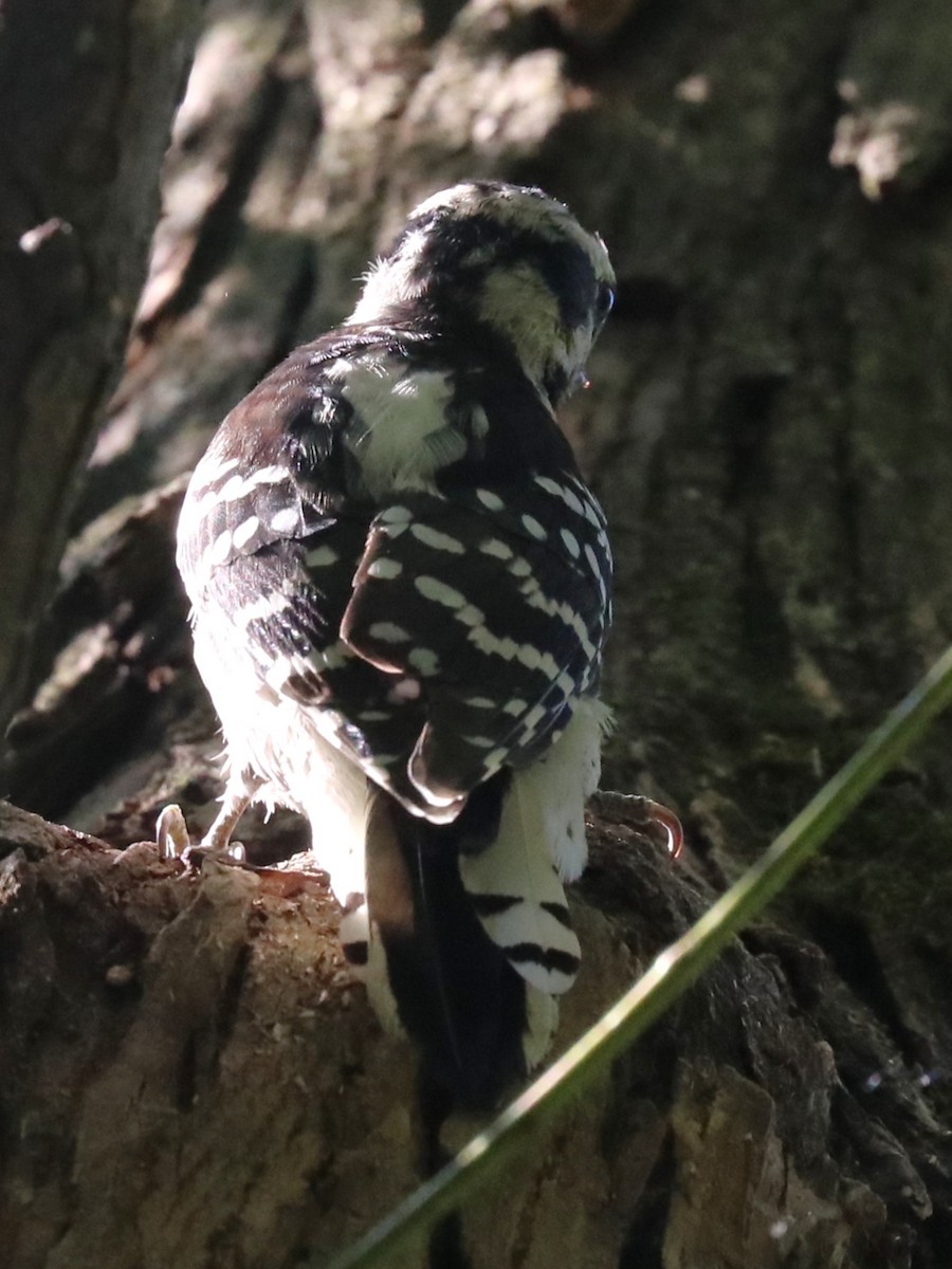 Downy Woodpecker - ML642026548