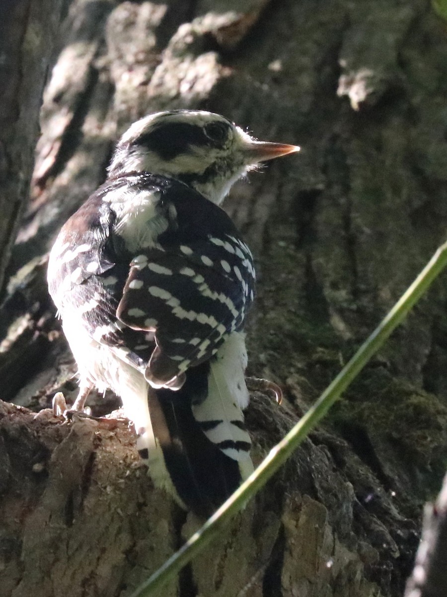 Downy Woodpecker - ML642026550