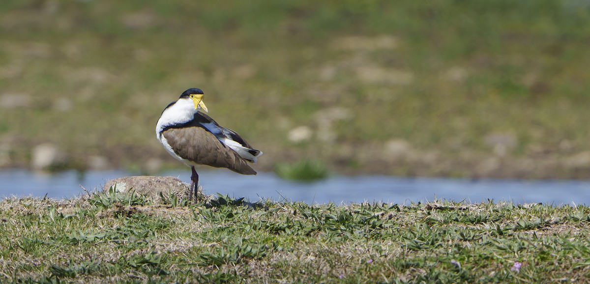 Masked Lapwing - ML642026553