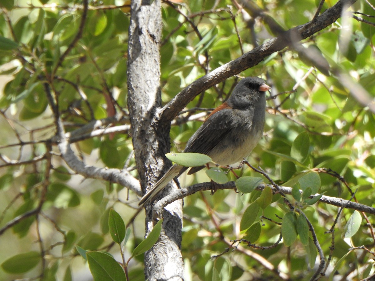 strnadec zimní - ML642026556