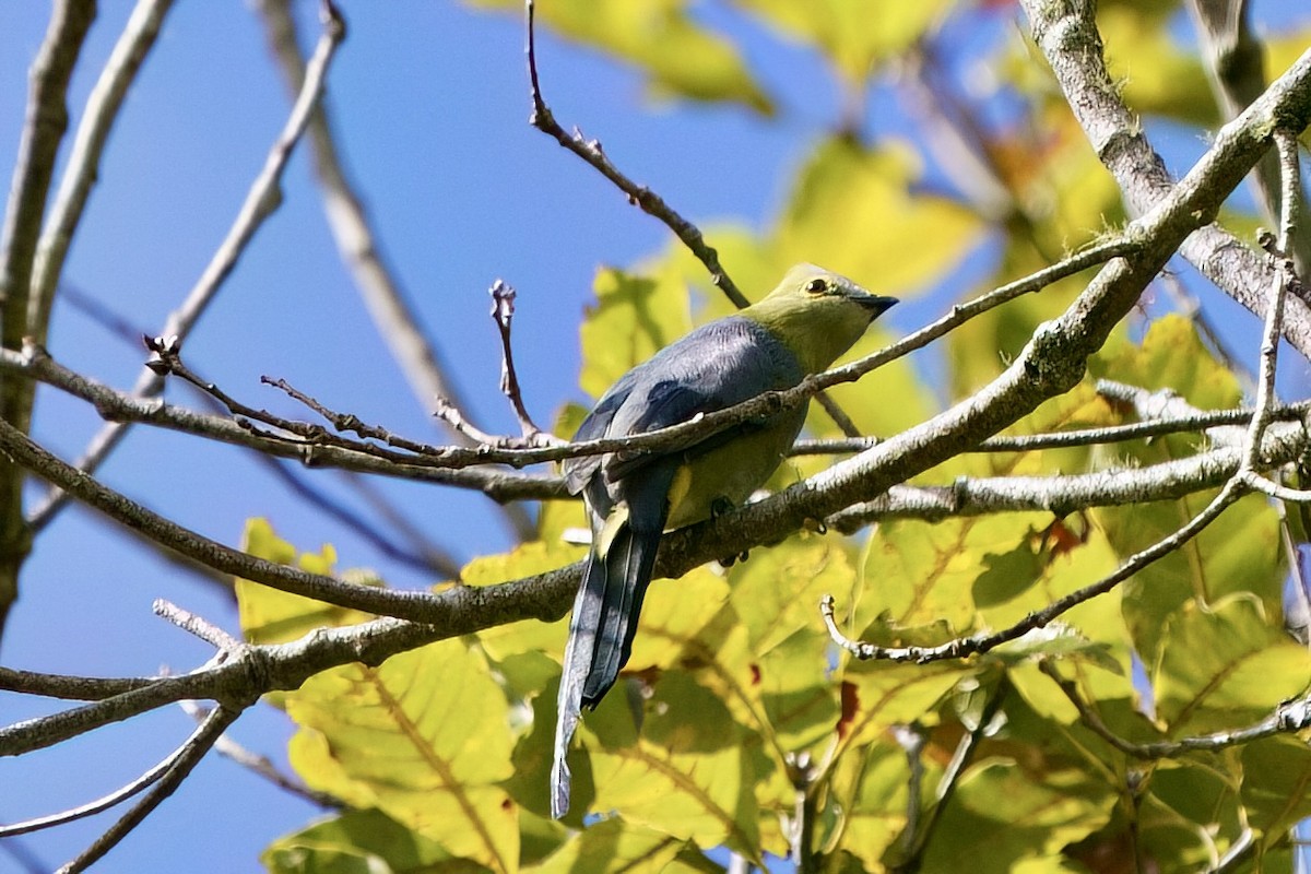 Long-tailed Silky-flycatcher - ML642026580