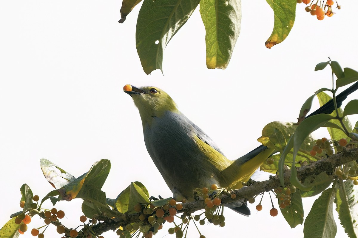 Long-tailed Silky-flycatcher - ML642026581