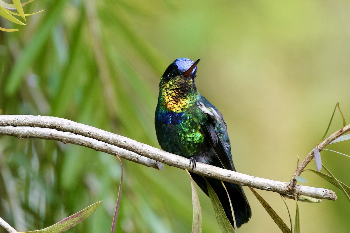 Fiery-throated Hummingbird - ML642026585
