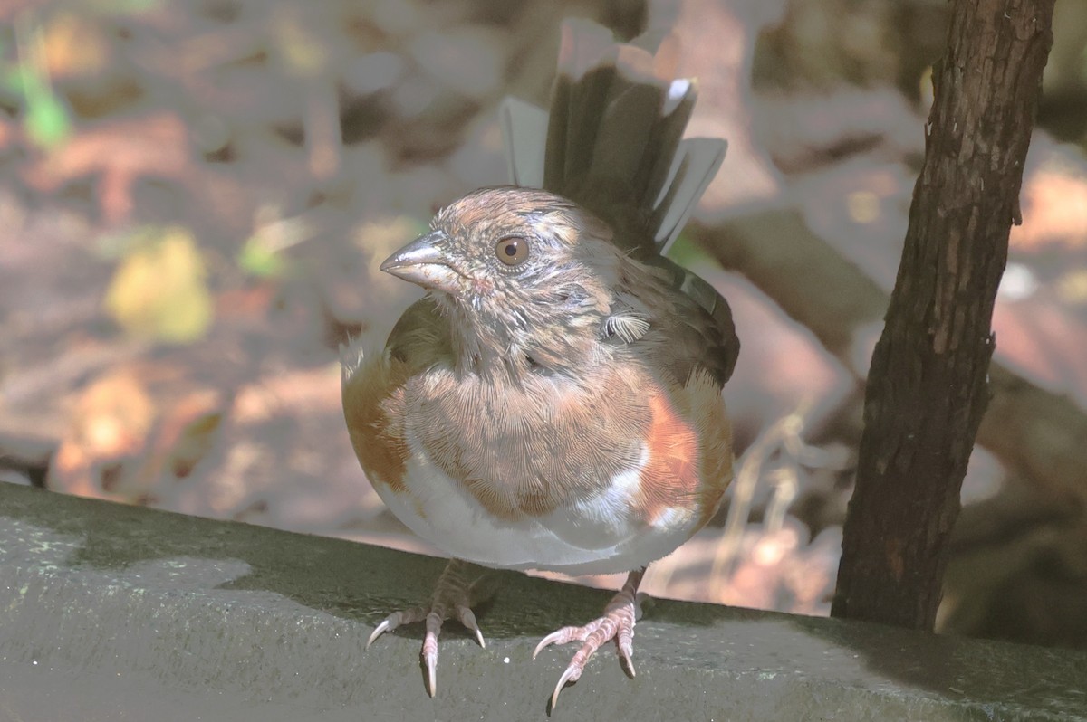 Eastern Towhee - ML642026586