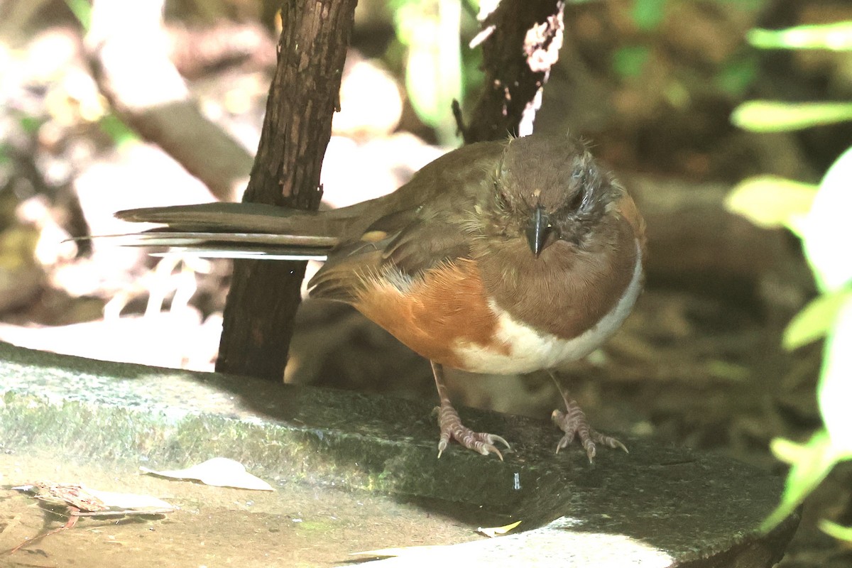 Eastern Towhee - ML642026587