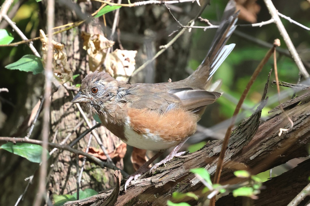 Eastern Towhee - ML642026588