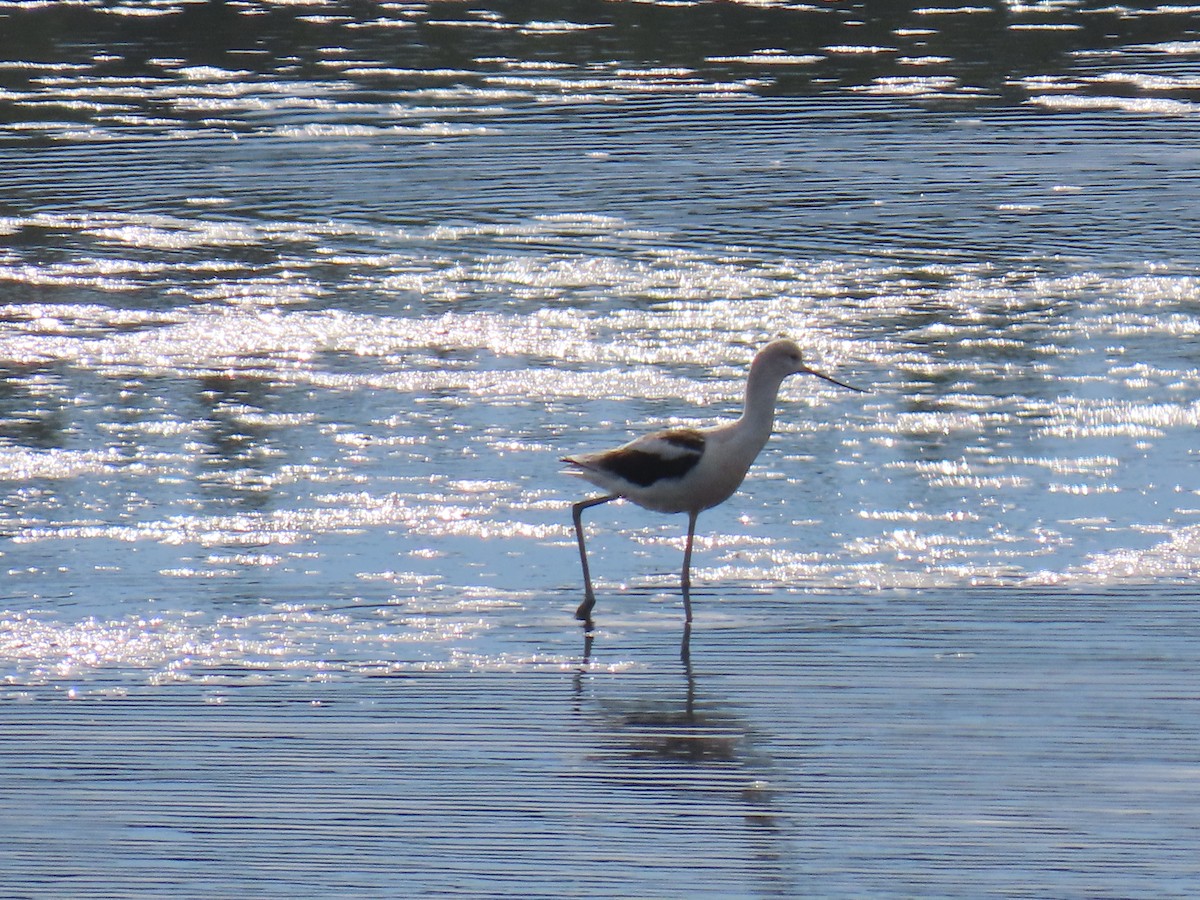 American Avocet - ML642026608