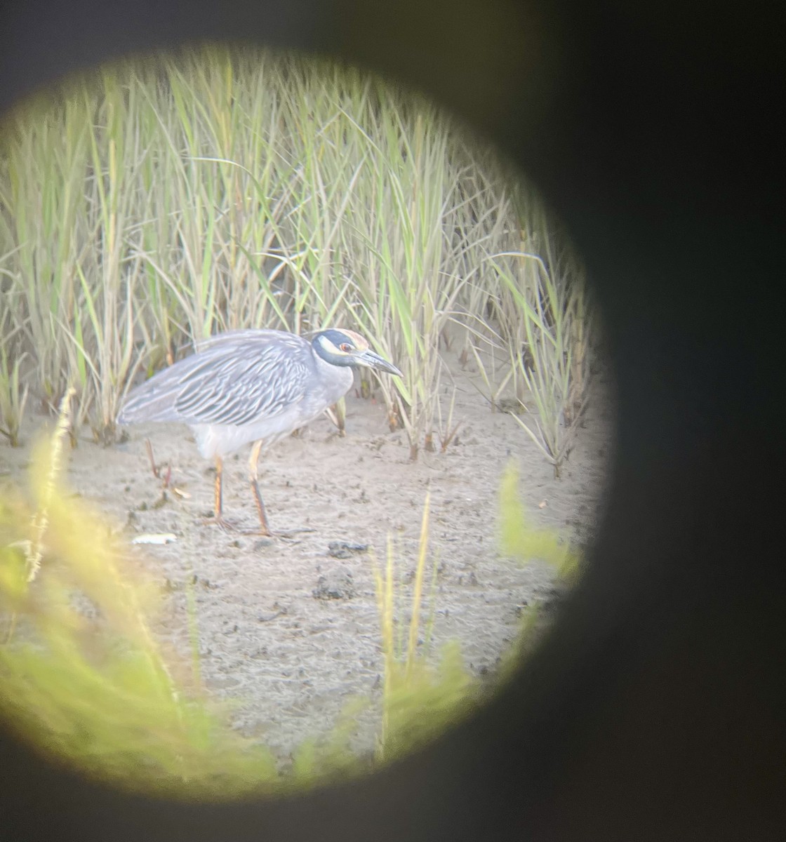 Yellow-crowned Night Heron - ML642026630