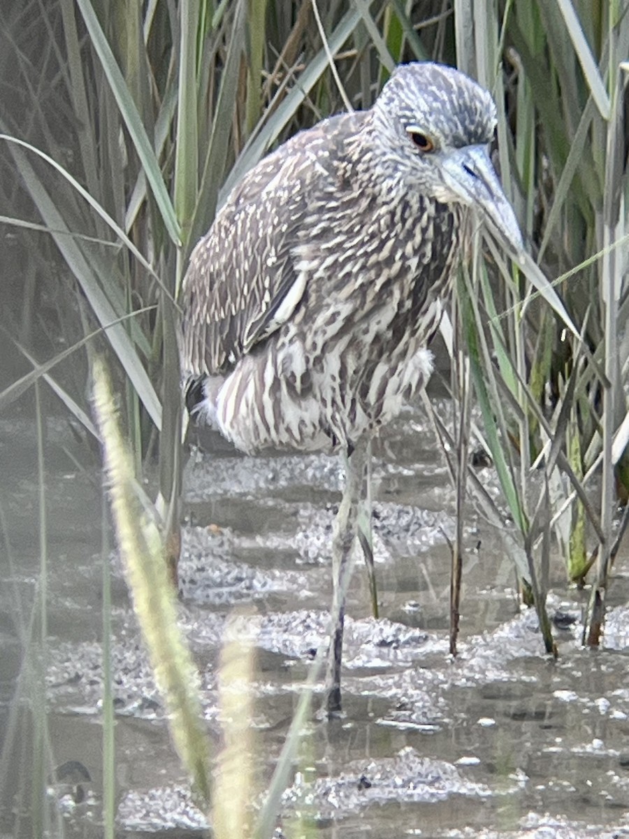 Yellow-crowned Night Heron - ML642026631