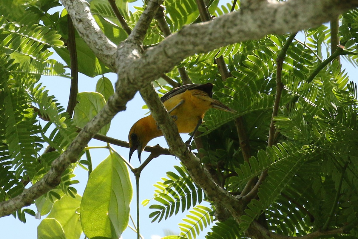 Oriole orange - ML642026635