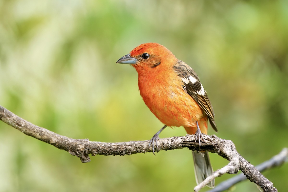 Flame-colored Tanager - ML642026638