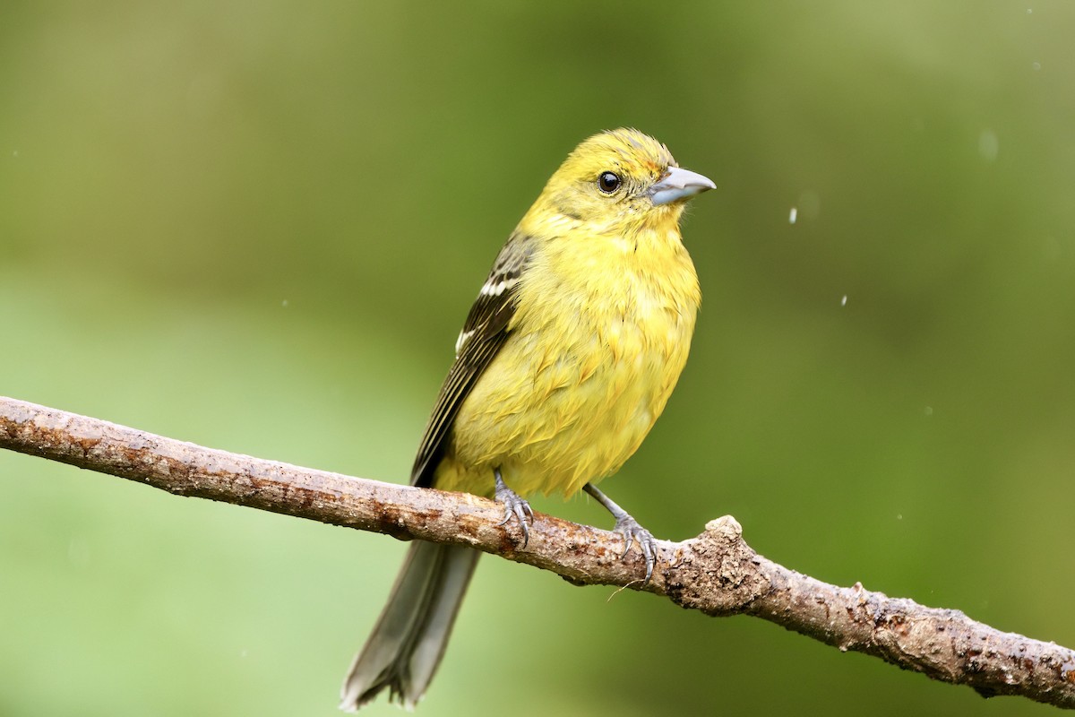 Flame-colored Tanager - ML642026639