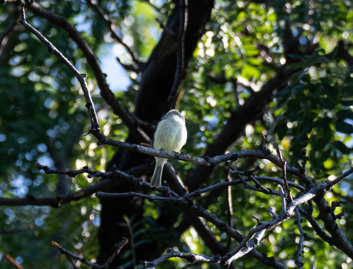 Hammond's Flycatcher - ML642026642