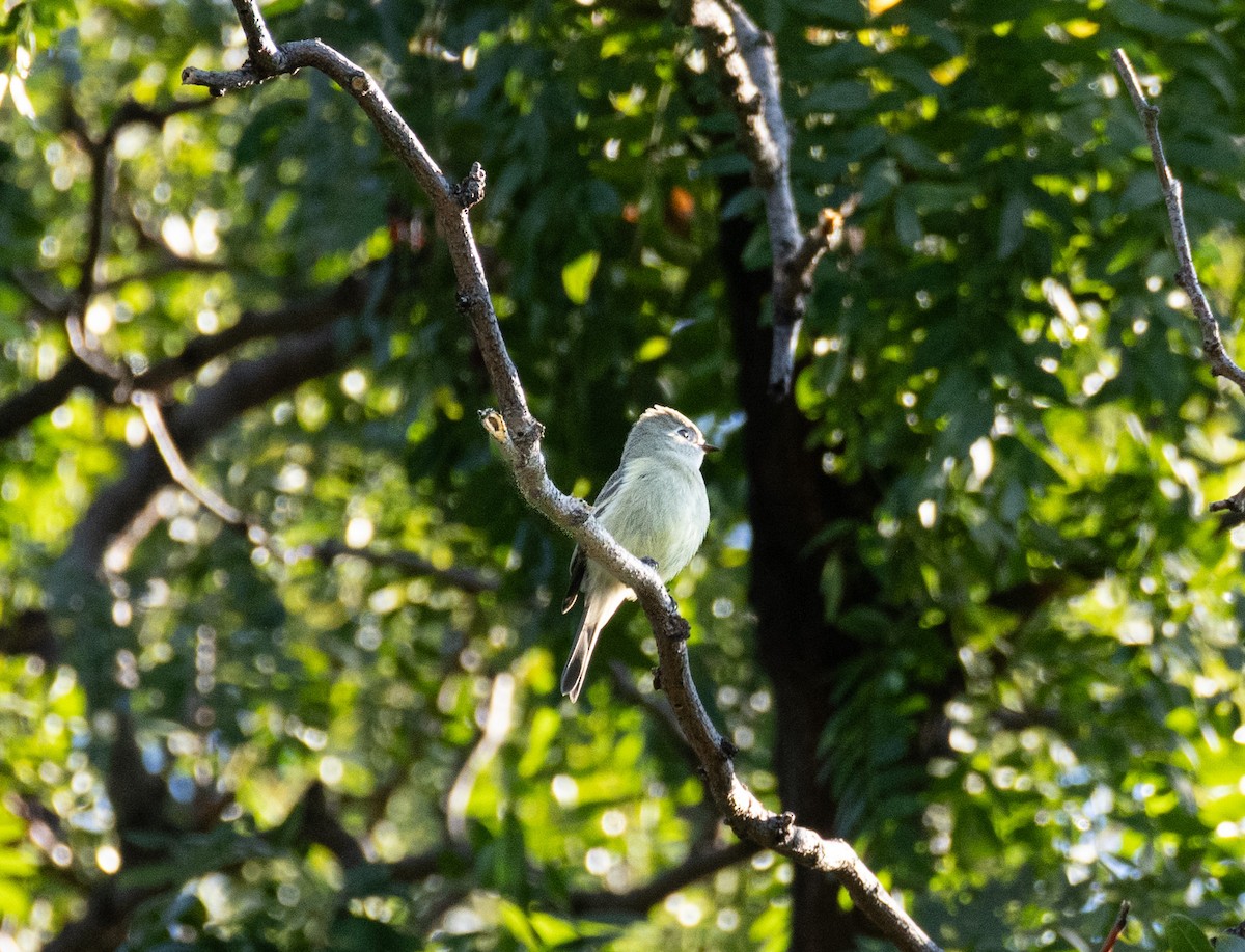 Hammond's Flycatcher - ML642026643