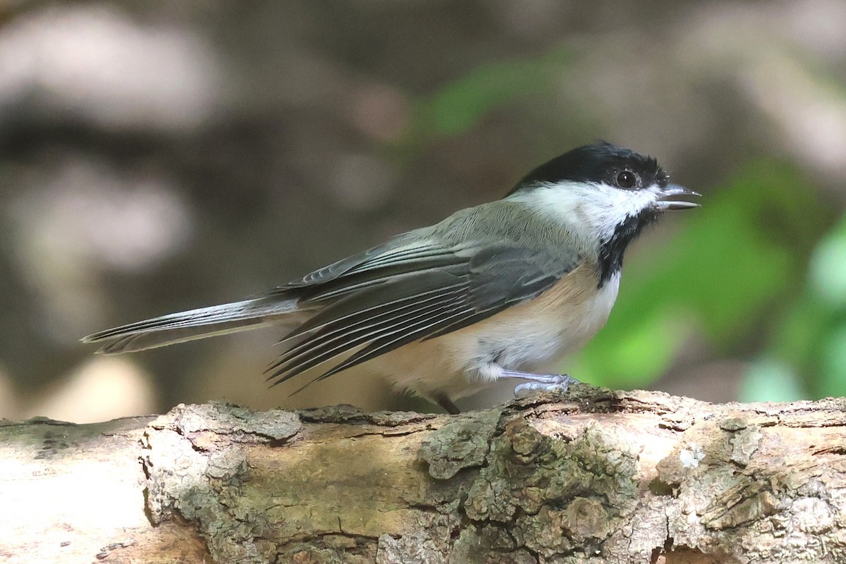 Black-capped Chickadee - ML642026645