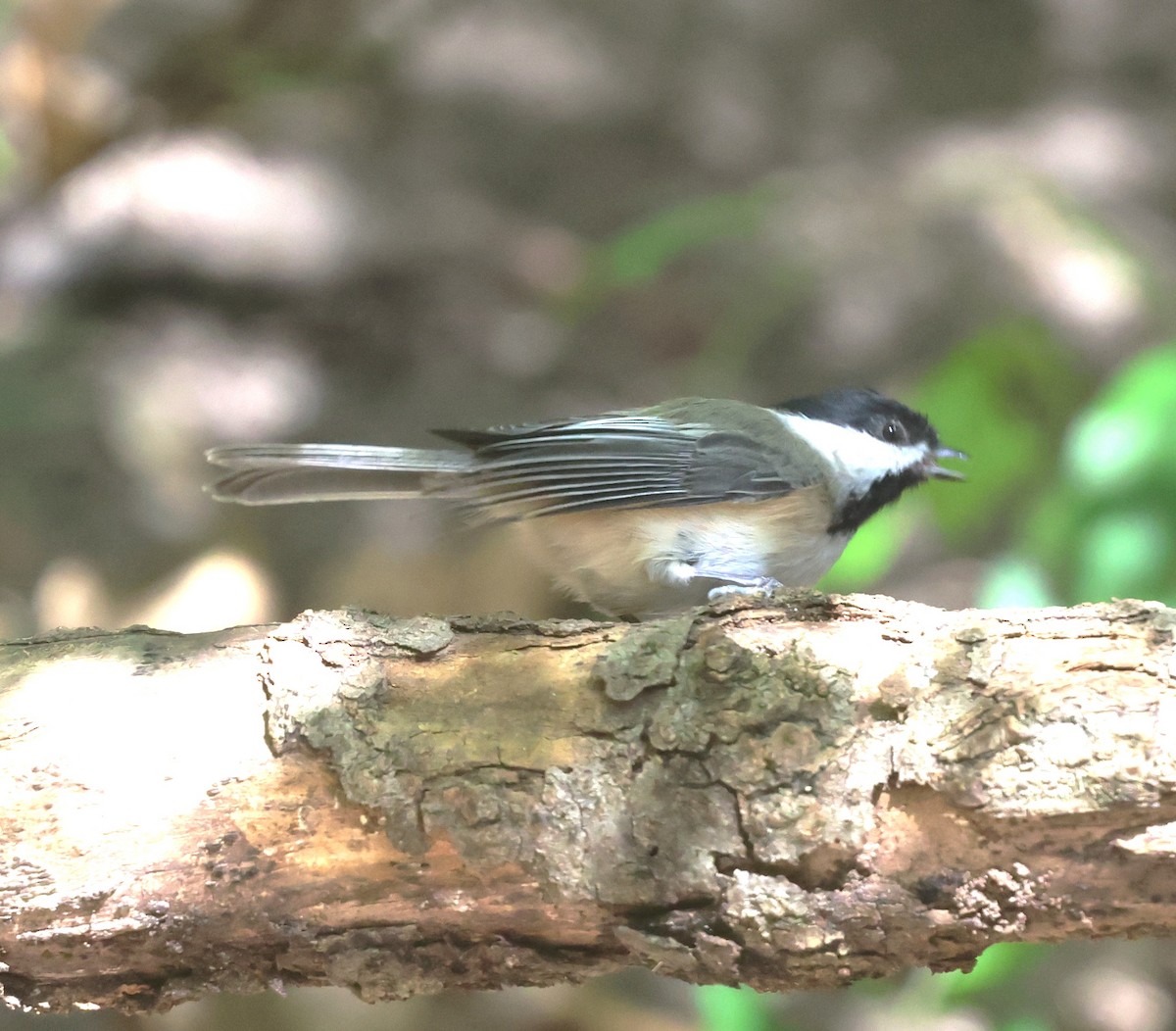Black-capped Chickadee - ML642026646