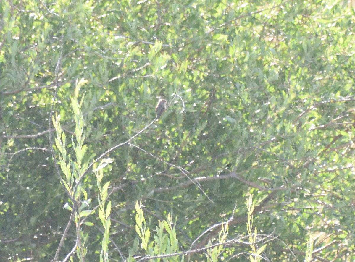 Calliope Hummingbird - ML642026660