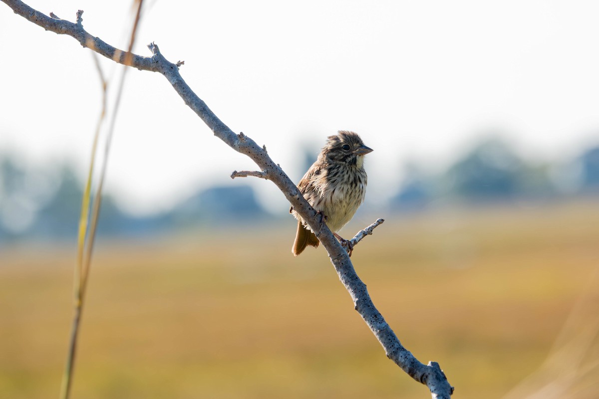 Savannah Sparrow - ML642026666