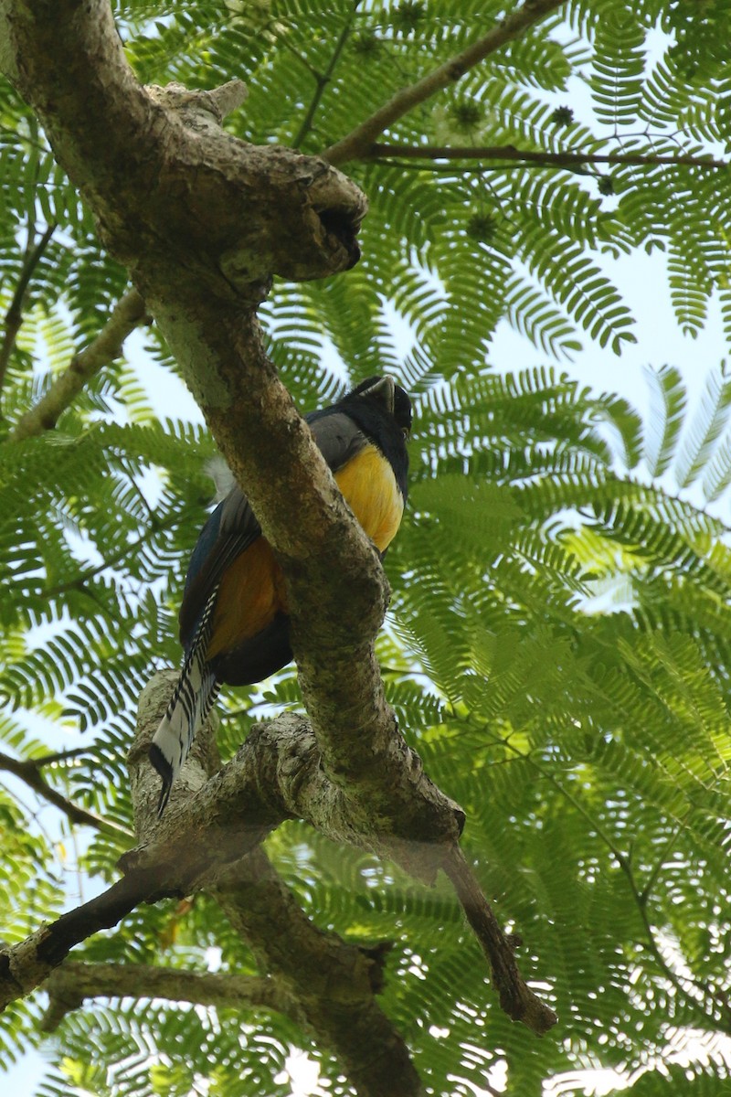 Trogon pattu - ML642026669