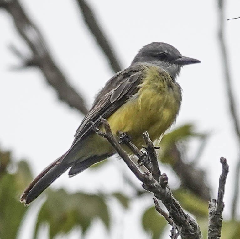 Tropical Kingbird - ML642026673