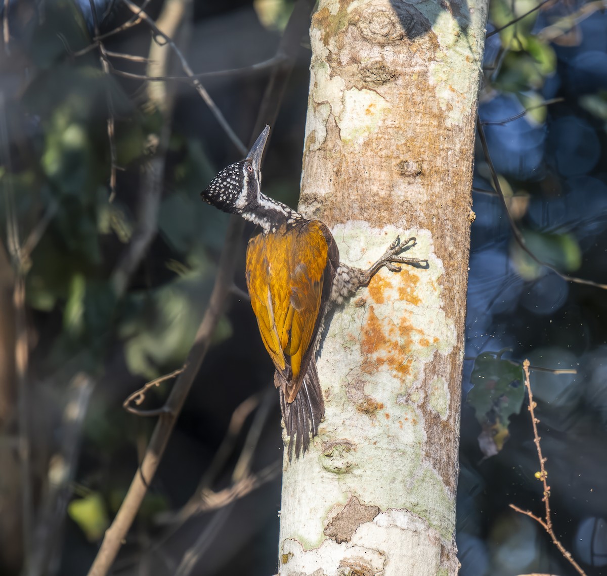 Greater Flameback - ML642026674