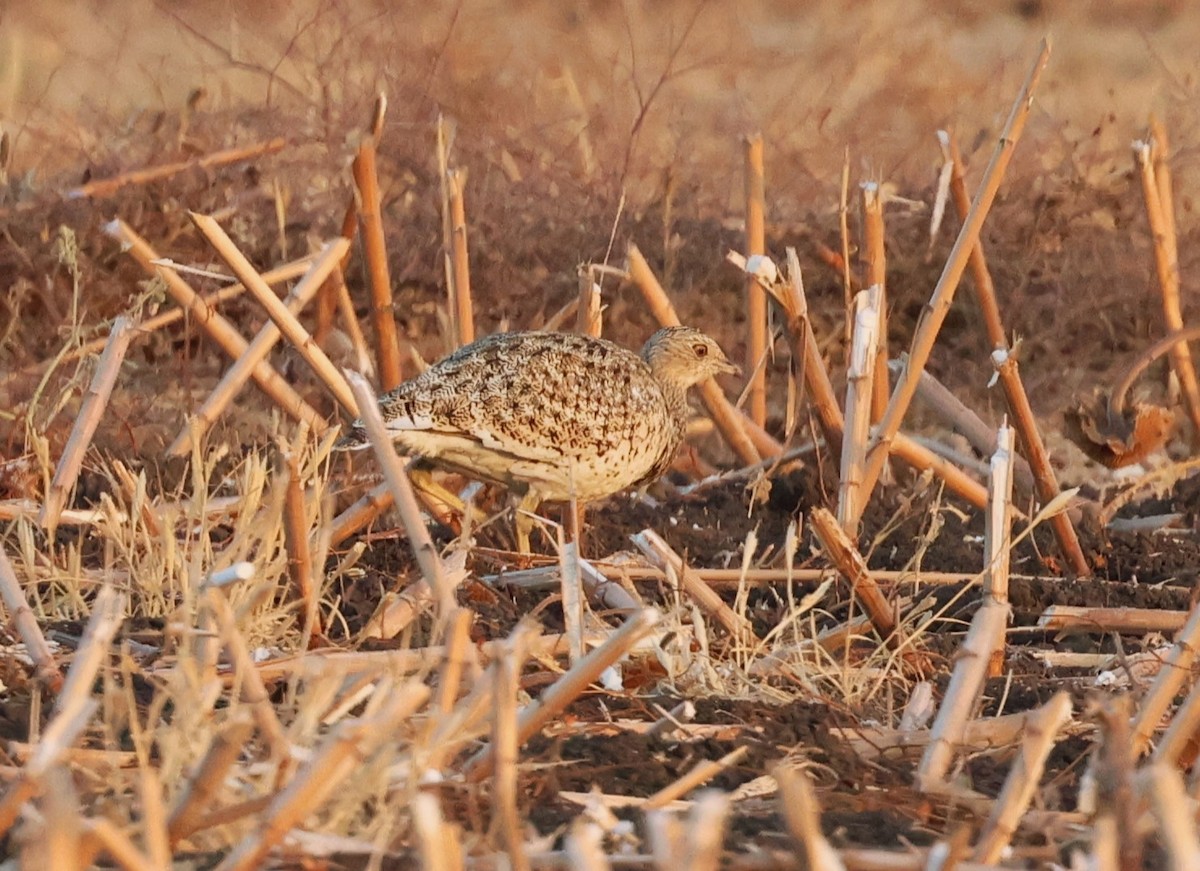 Little Bustard - ML642026675