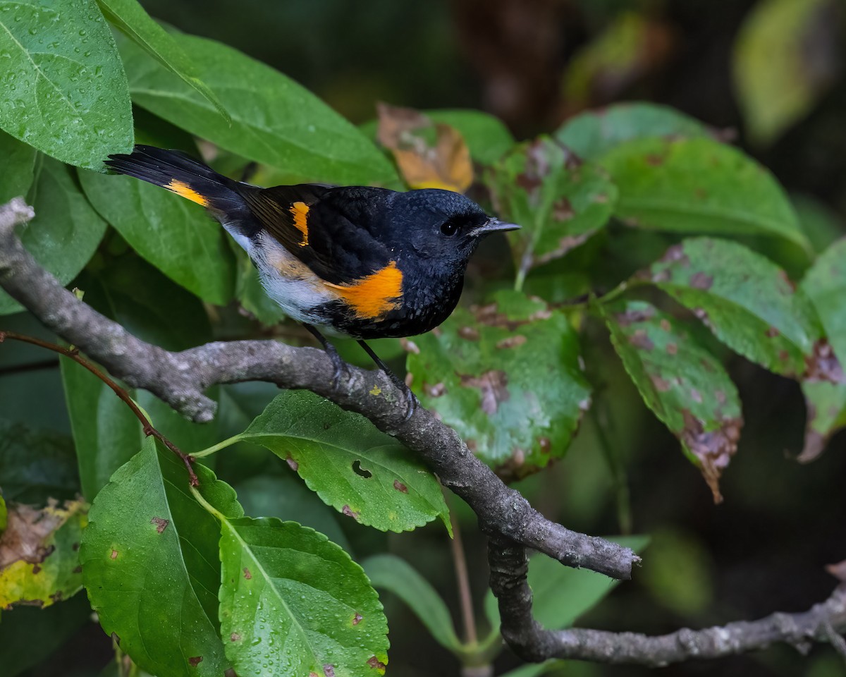 American Redstart - ML642026683