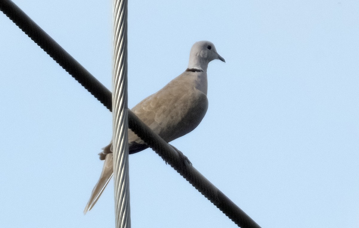 Eurasian Collared-Dove - ML642026684