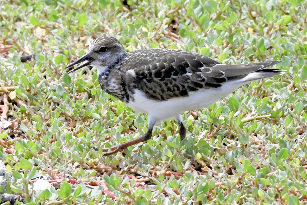 キョウジョシギ - ML642026686