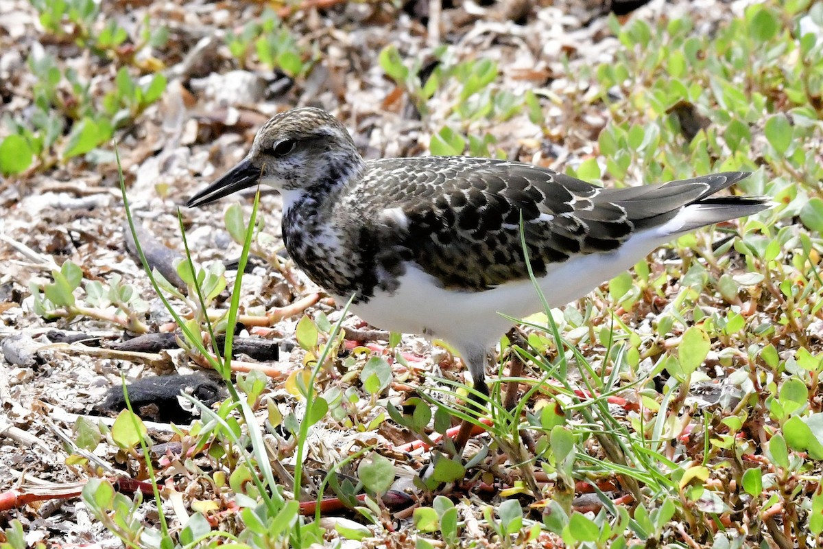 キョウジョシギ - ML642026687