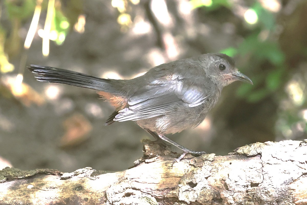 Gray Catbird - ML642026693
