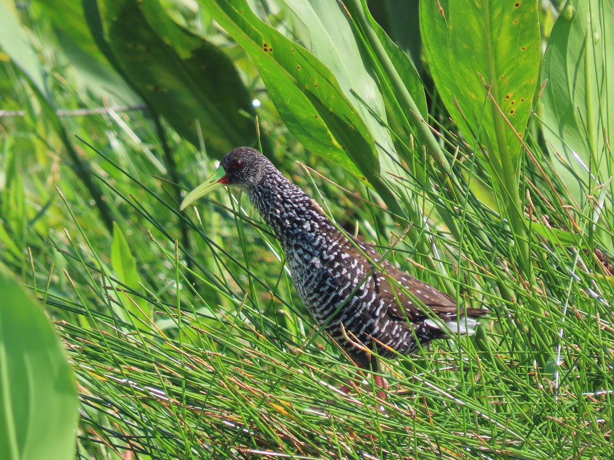 Spotted Rail - ML642026694
