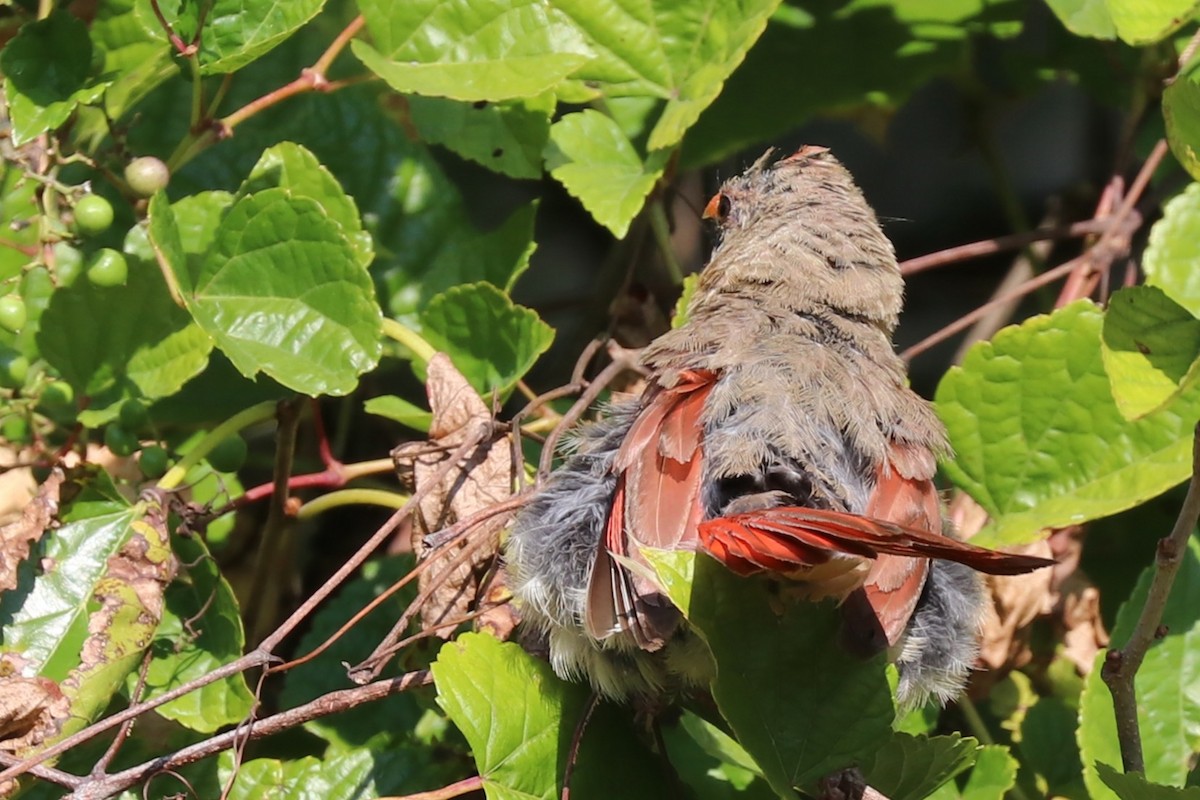 Northern Cardinal - ML642026695