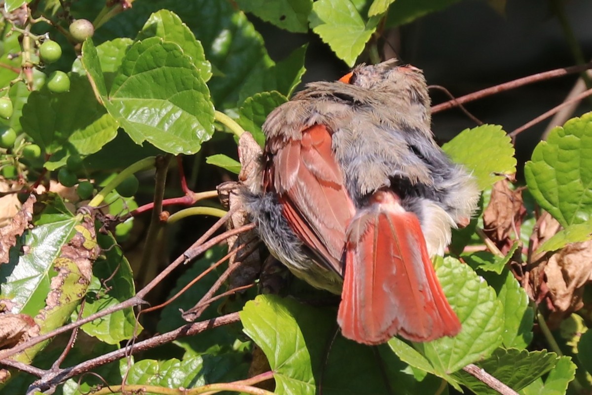 Northern Cardinal - ML642026696