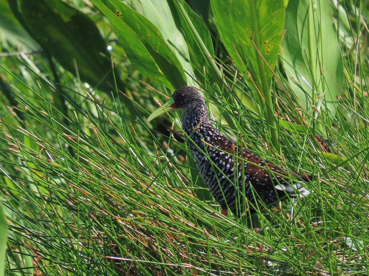 Spotted Rail - ML642026697
