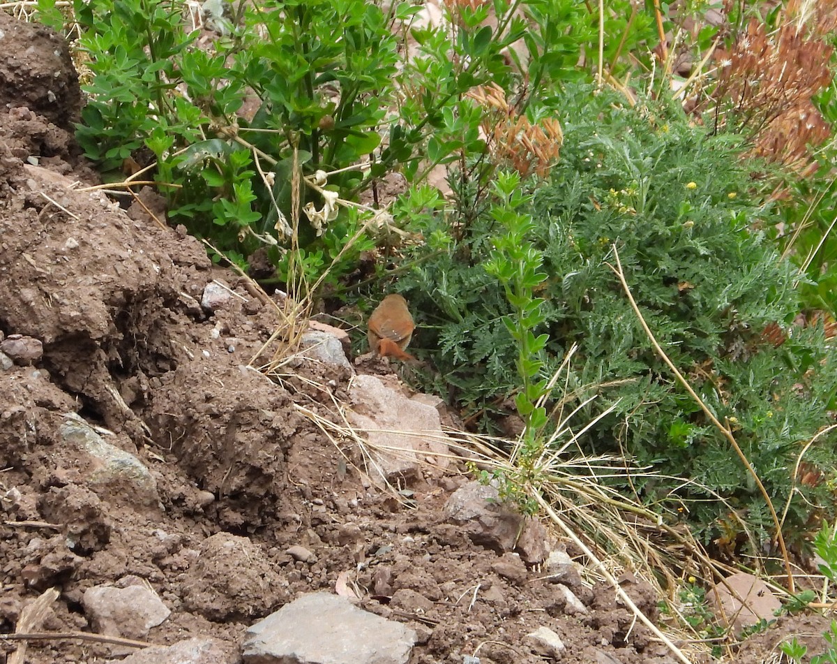 Rusty-fronted Canastero - ML642026702