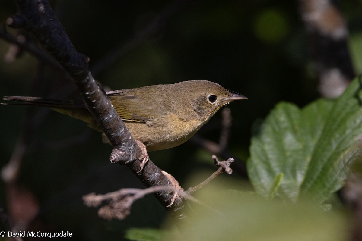 Common Yellowthroat - ML642026707