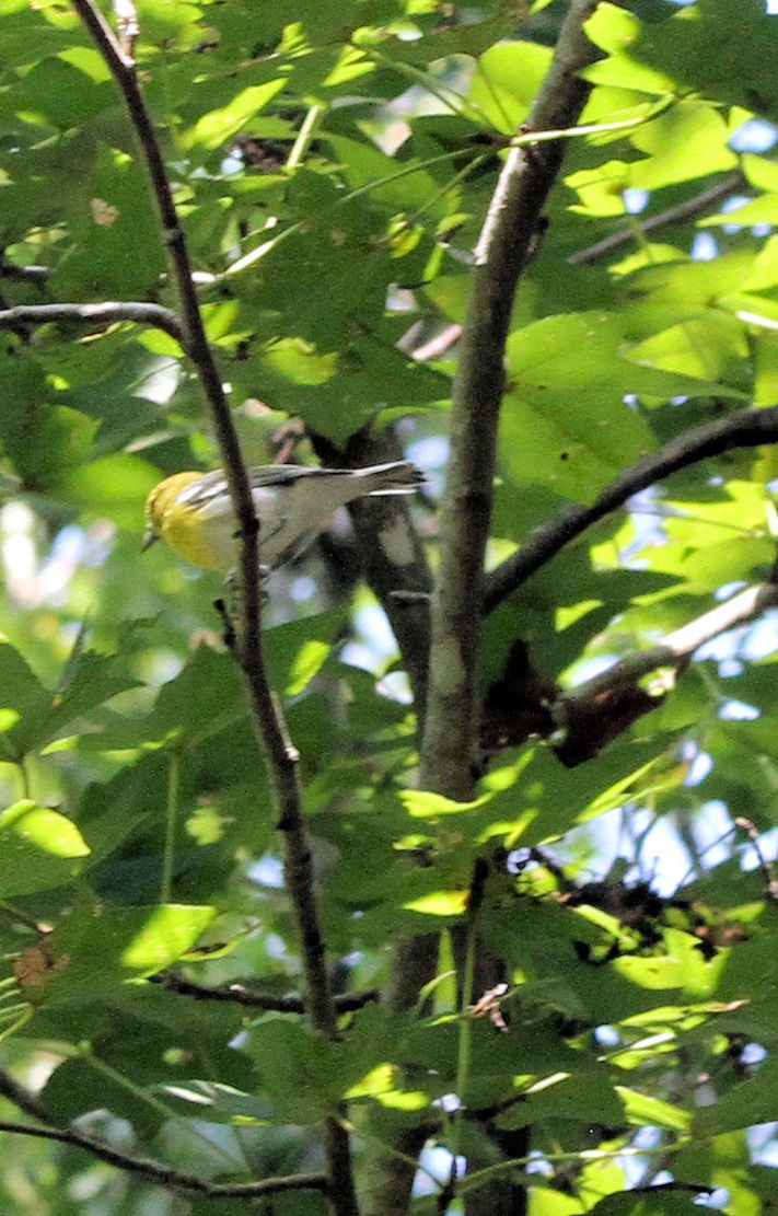 Yellow-throated Vireo - ML642026709
