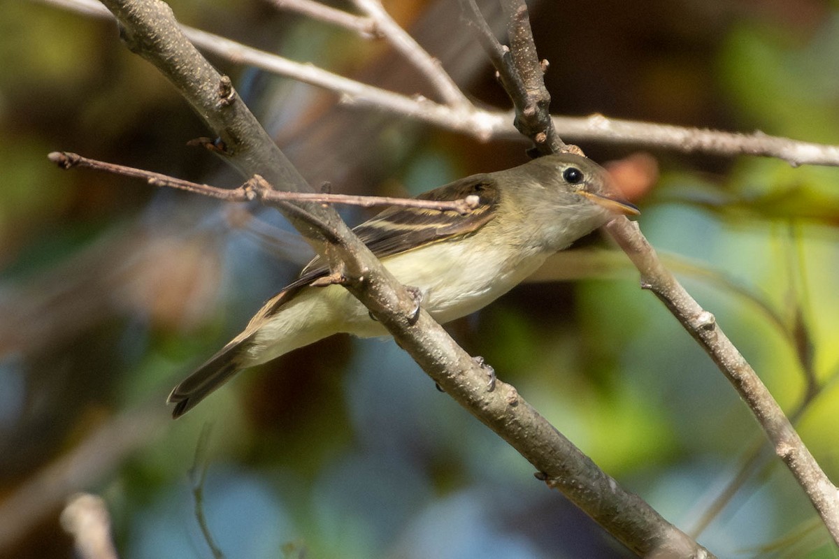 Alder/Willow Flycatcher (Traill's Flycatcher) - ML642026725