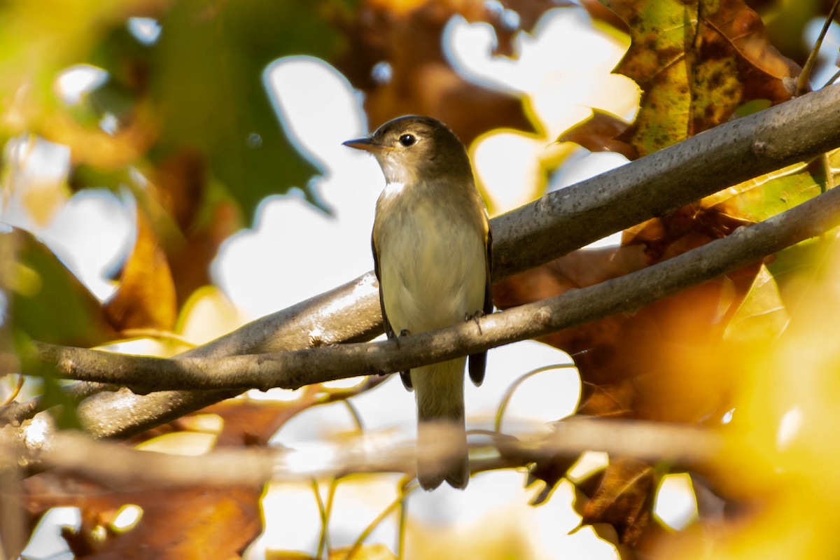 Alder/Willow Flycatcher (Traill's Flycatcher) - ML642026726