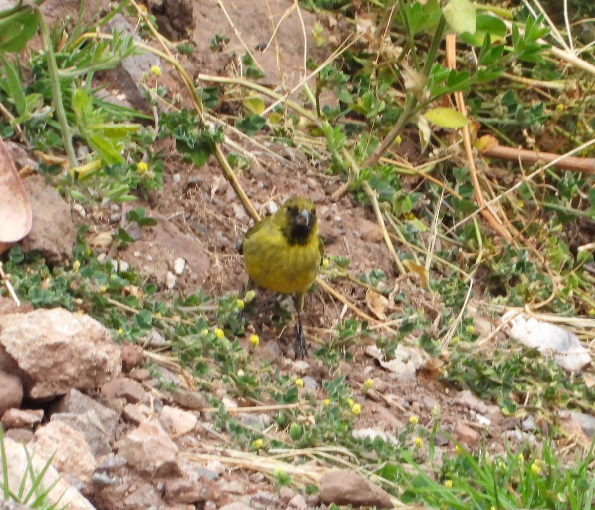 Hooded Siskin - ML642026740