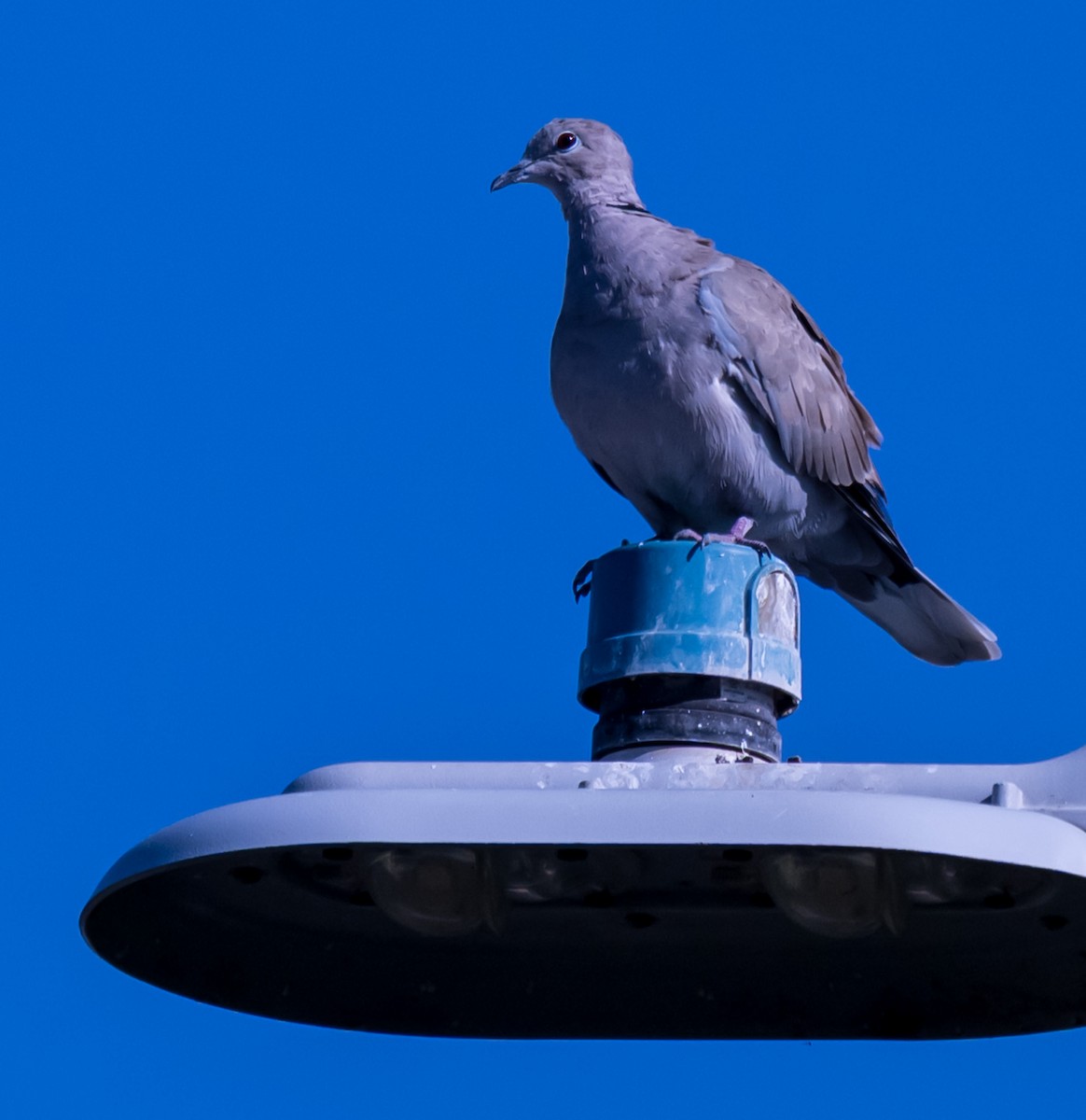Eurasian Collared-Dove - ML642026746