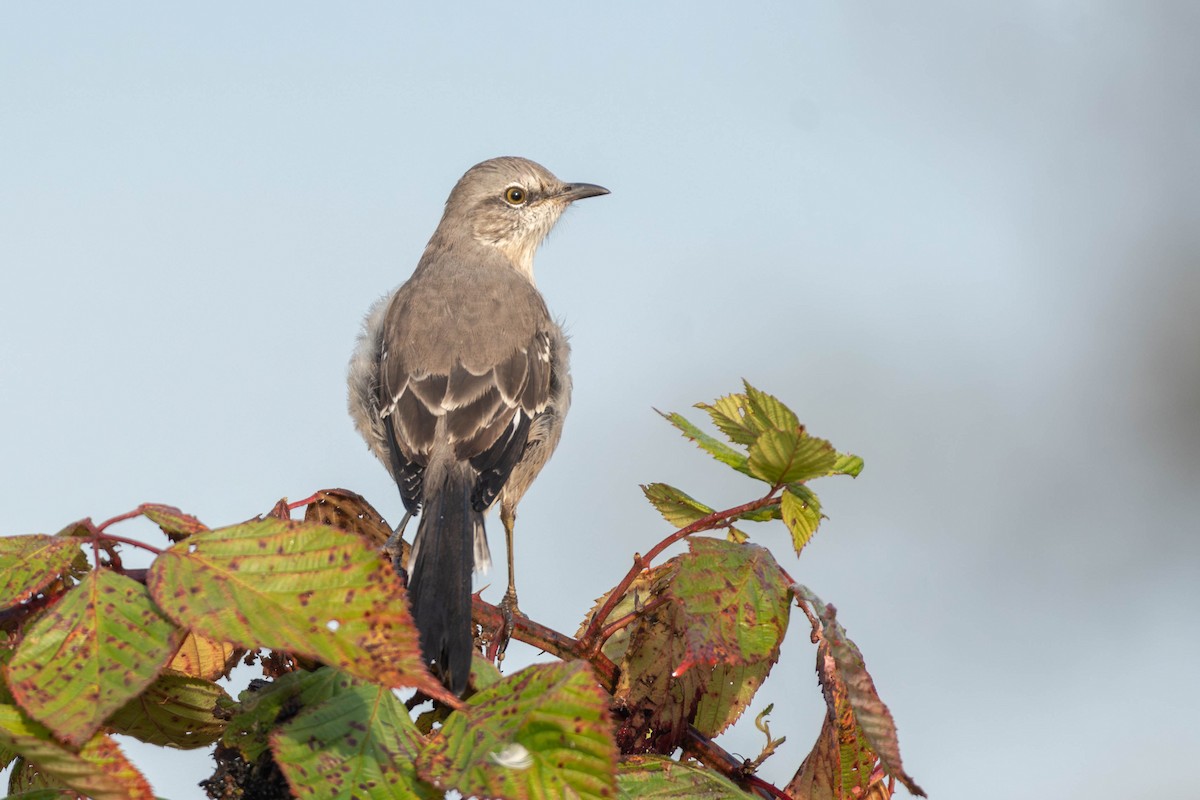 Northern Mockingbird - ML642026758