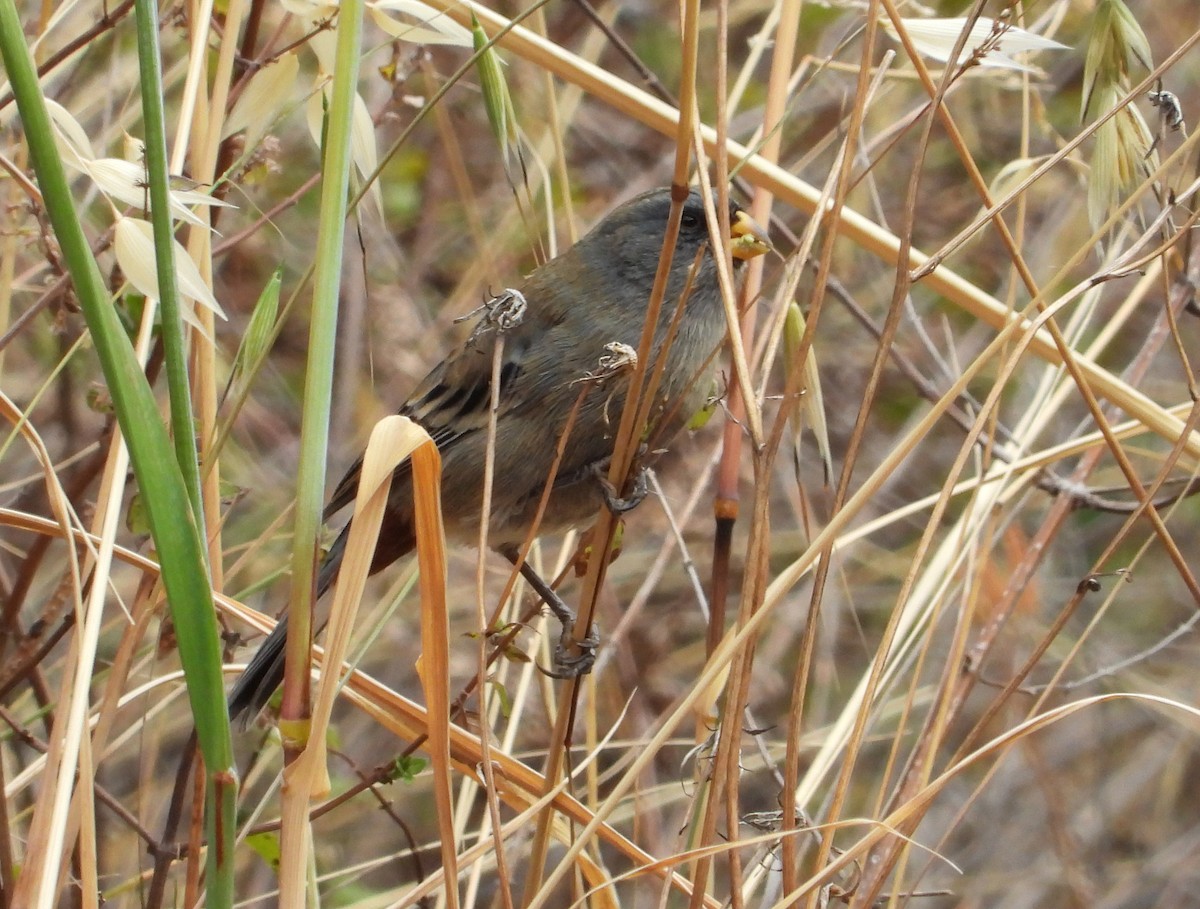 Band-tailed Seedeater - ML642026763